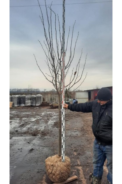 Липа широколиста - ком40кг/вис.260-320см/Ø80-120см